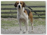 Adam~
English Foxhound male~
D.O.B: July 3, 2001~
Location: Ontario