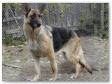 Boodie~
German Shepherd female~
D.O.B: April 1, 2004~
Location: Ontario