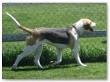Charm~
English Foxhound female~
D.O.B: July 27, 2005~
Location: Alberta