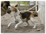 Shiver~
English Foxhound female~
D.O.B: June 6, 2003~
Location: Ontario