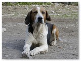 Sindy~
English Foxhound female~
D.O.B: July 3, 2001~
Location: Ontario