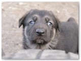 April 2011 - 5 weeks