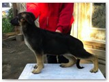 June 2011 - 11 weeks