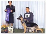 September 2008
Winners Bitch with George Berstler
Judge - Gloria Birch